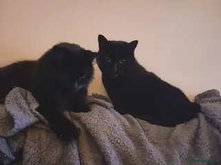Mixed Breed cats Bonded pair, mother & son to be rehomed. - Advert 3