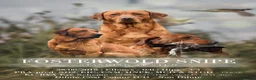 Labrador Retriever dogs for sale: KC Registered Fox Red Working Labrador Puppies in Huddersfield - Advert 3