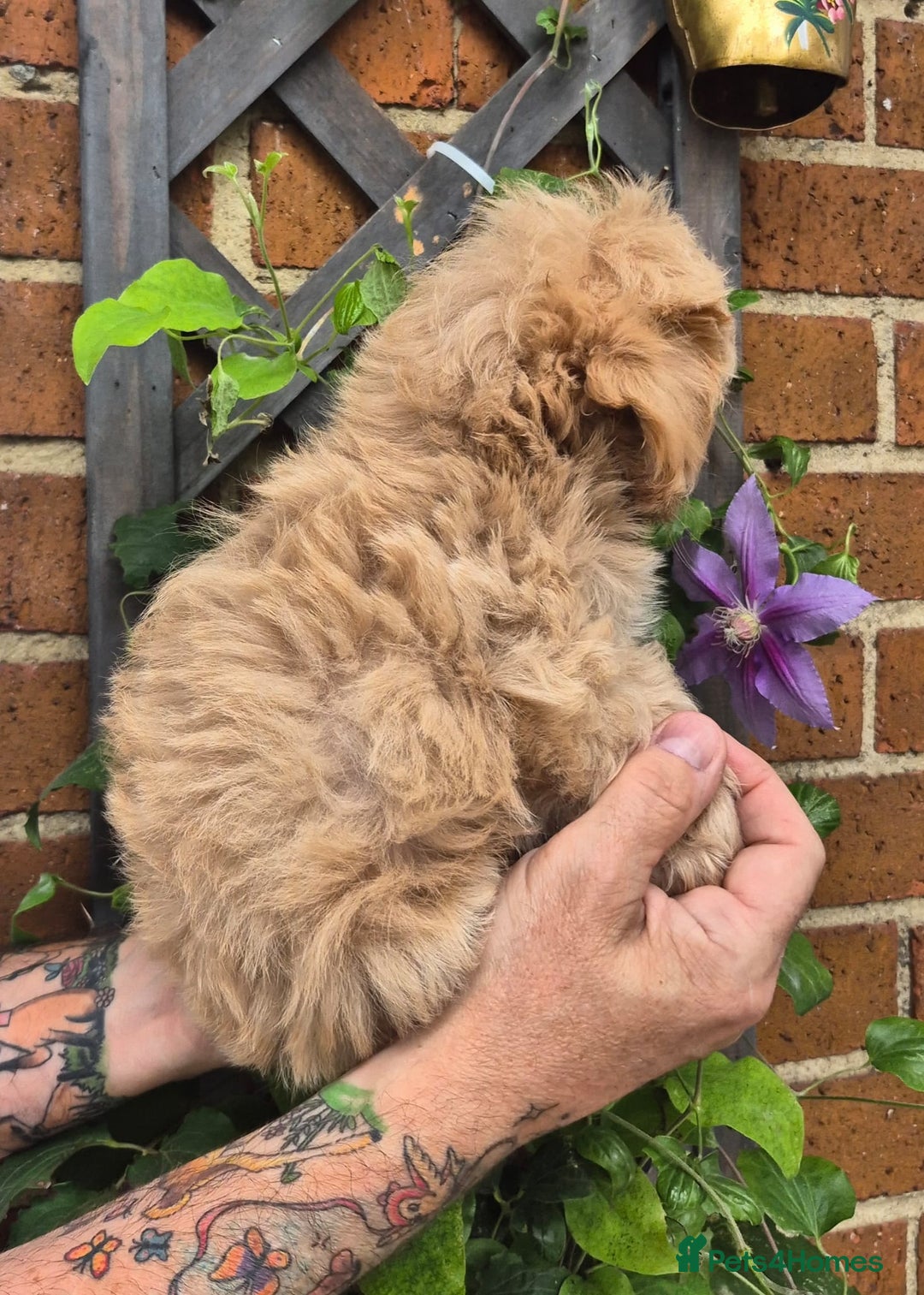 Maltipoo dogs for sale: Amazing TeddyBear Asian Korean Maltipoo puppies - Image 12