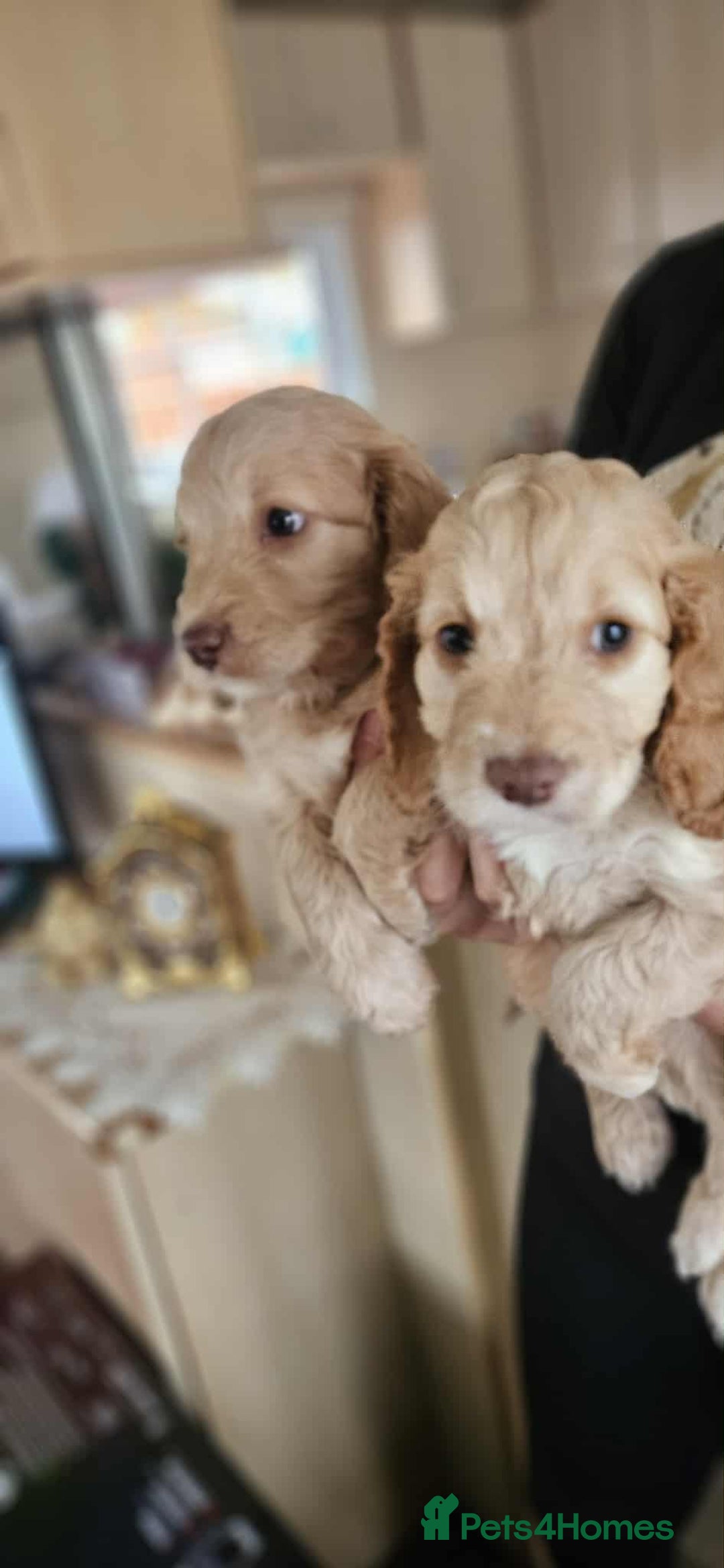 Cockapoo dogs for sale: 8 gorgeous cockapoo puppies - Advert 3