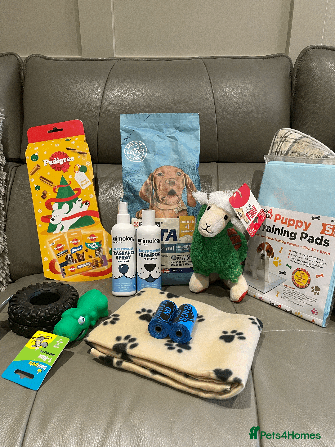 Cockapoo dogs for sale: F1b Toy Cockapoo puppy - Advert 23