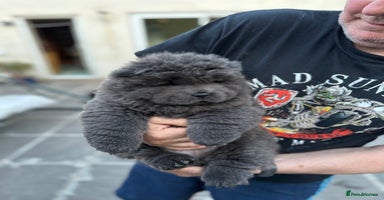 Chow Chow dogs - Advert 5