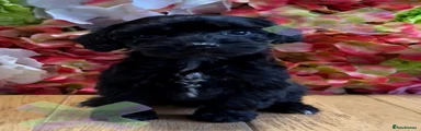 Cockapoo 7