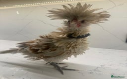 Chickens poultry for sale: rehoming silkie ,polish ,frizzle polish ,etc - Image 1