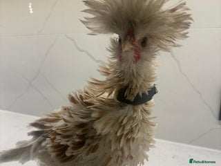 Chickens poultry - Advert 20