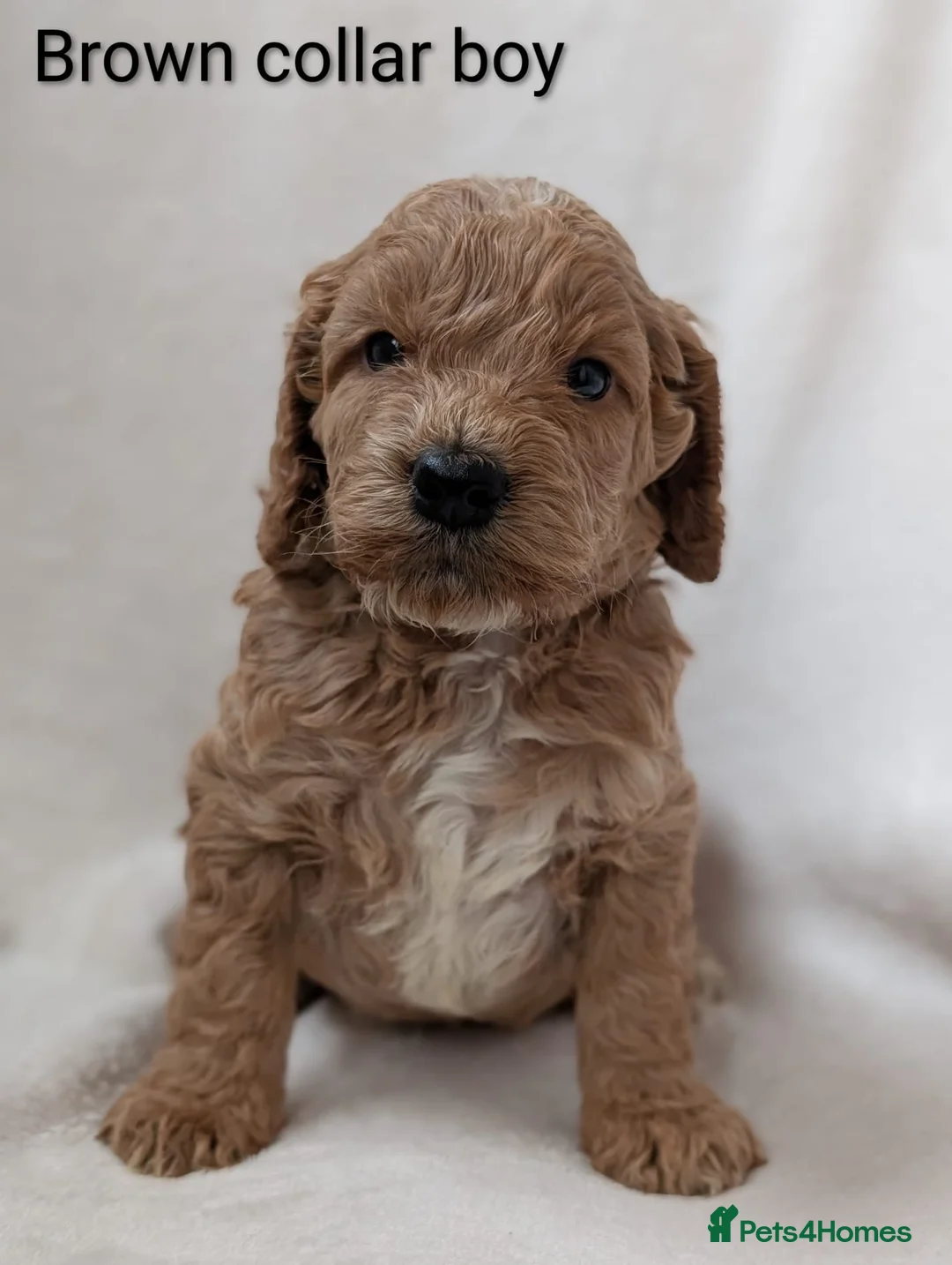 Cockapoo dogs for sale: Adorable F1 Cockapoo puppies - Advert 8