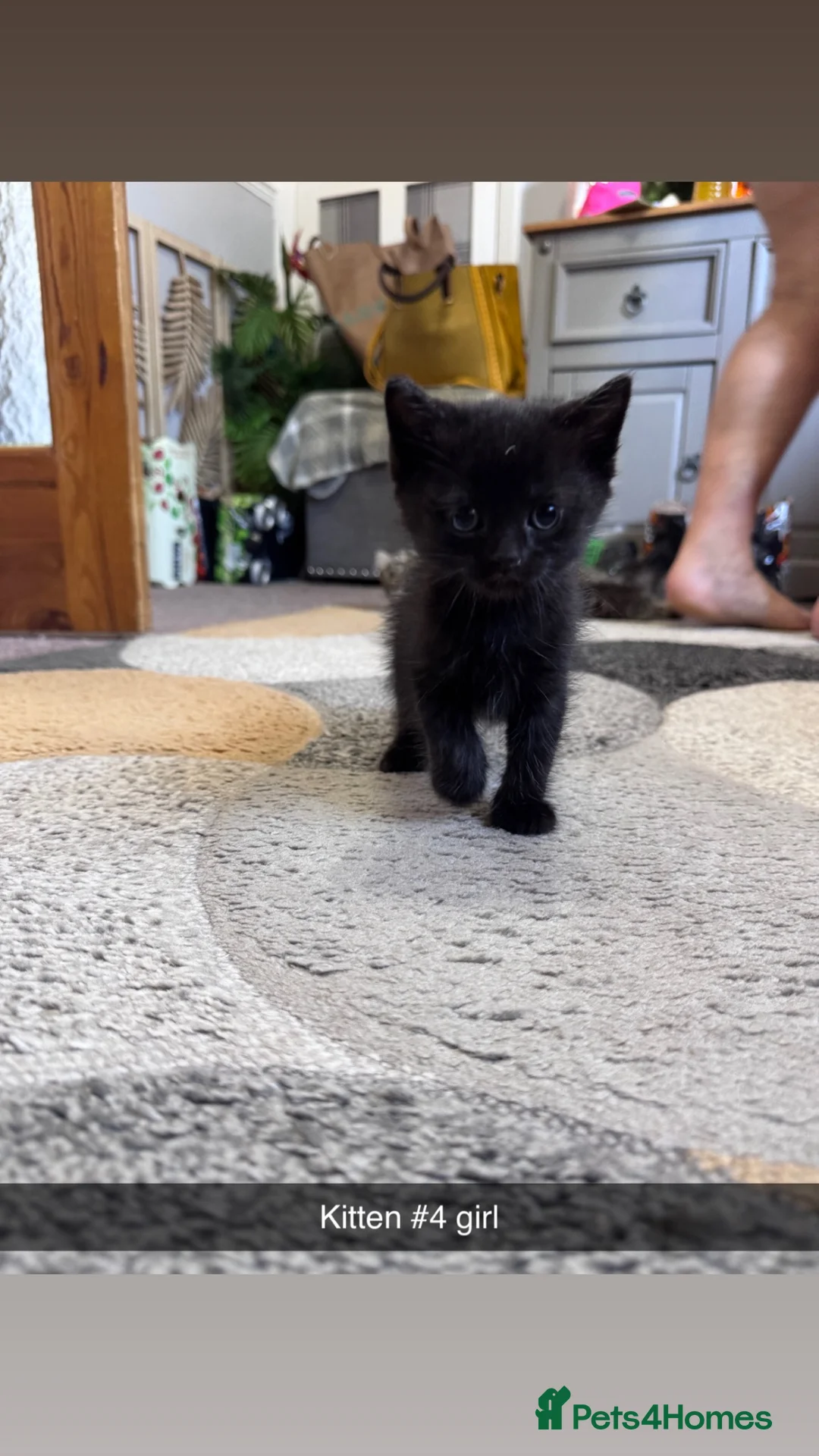 Munchkin cats for sale: Munchkin cross manecoon  - Advert 6
