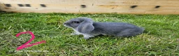 Mixed Breed rabbits for sale: Mini Lop / Rex Babies - Advert 3