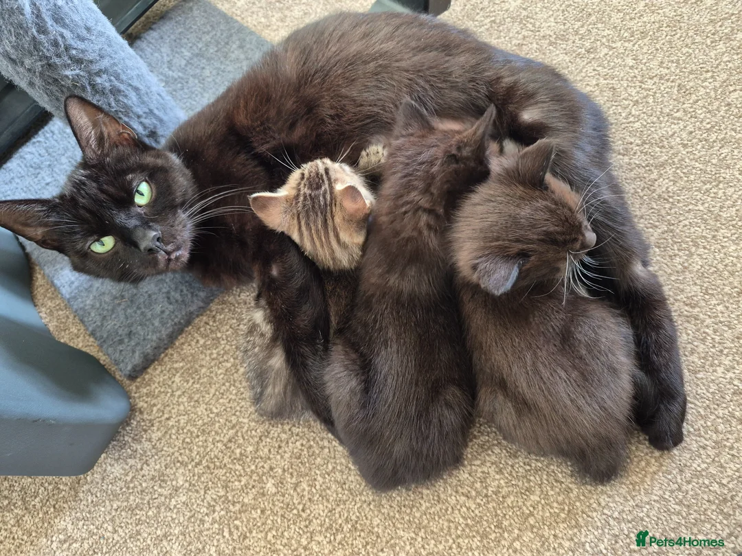 Mixed Breed cats for sale: Black and white male kitten  - Advert 1