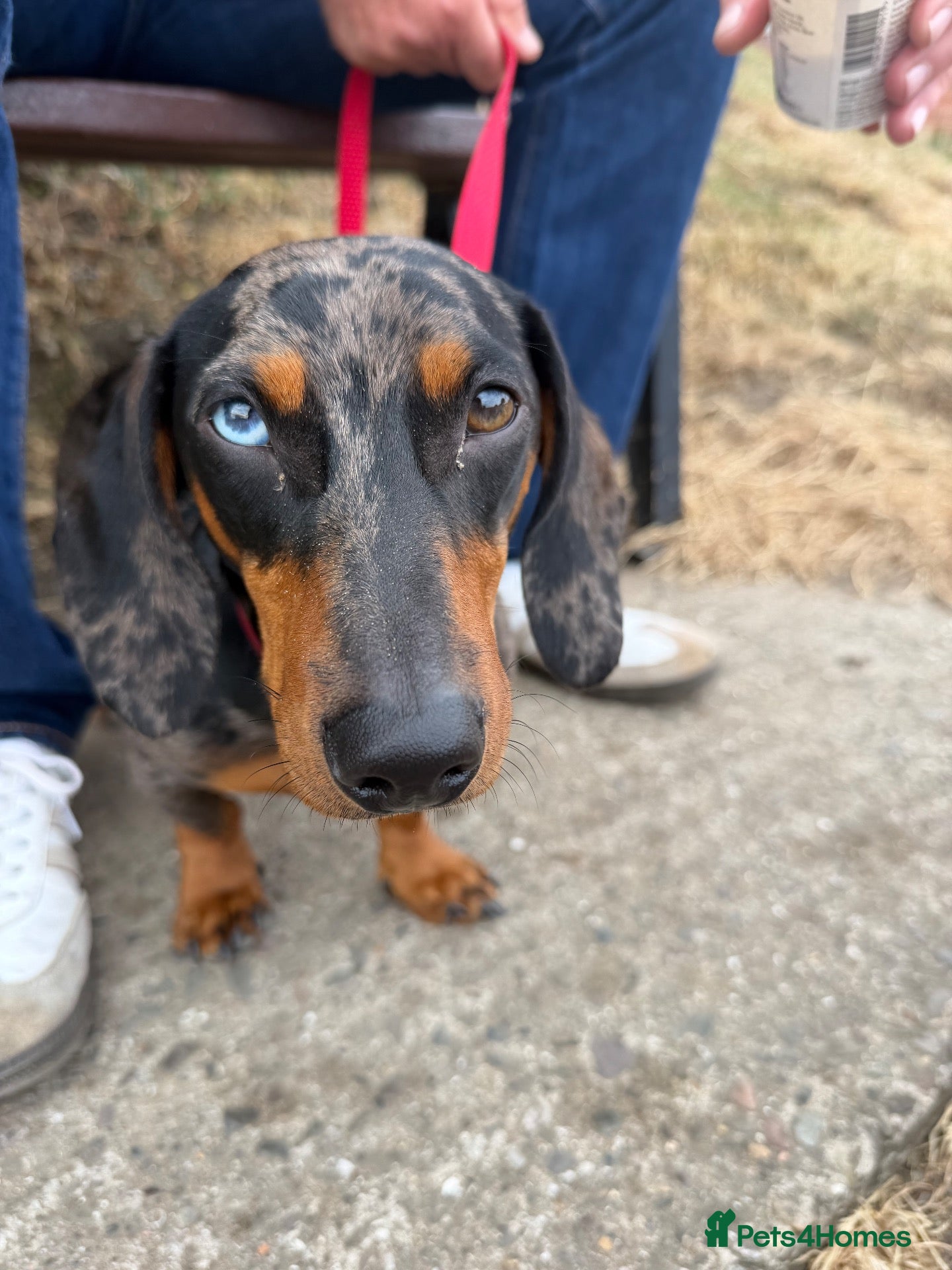Dachshund dogs PLEASE READ FULL DESCRIPTION - Dachshund   - Advert 1