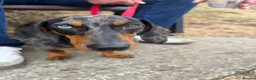 Dachshund dogs for sale: PLEASE READ FULL DESCRIPTION - Dachshund   in Driffield - Advert 1