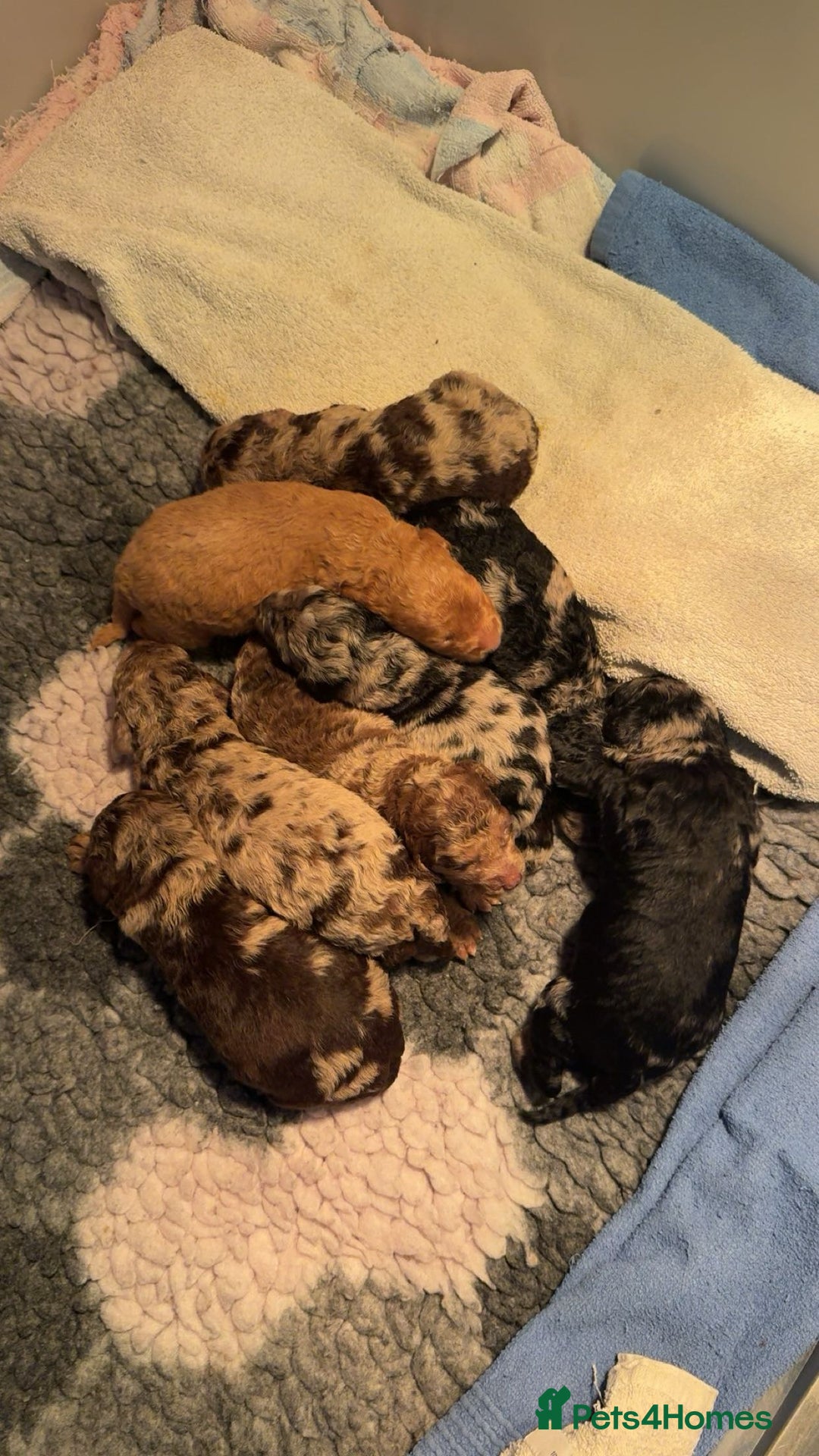 Cockapoo dogs for sale: Stunning F1b Merle cockapoos  - Advert 2