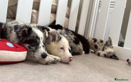 Border Collie dogs for sale: Stunning litter of blue merle border collies - Image 15