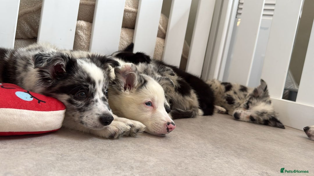 Border Collie dogs for sale: Stunning litter of blue merle border collies - Image 15