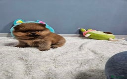 Pomeranian dogs for sale: Little Pomeranians  - Image 1