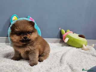 Pomeranian dogs - Advert 7