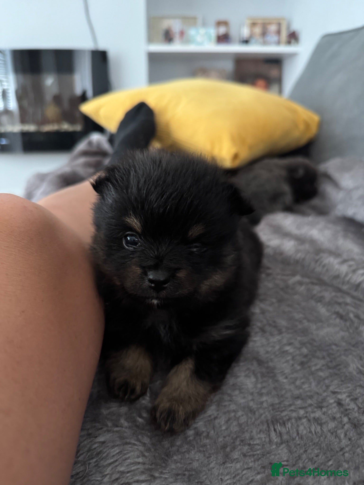 Pomeranian dogs Beautiful Pomeranian Pups - Advert 1
