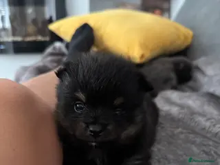 Pomeranian dogs Beautiful Pomeranian Pups - Advert 1