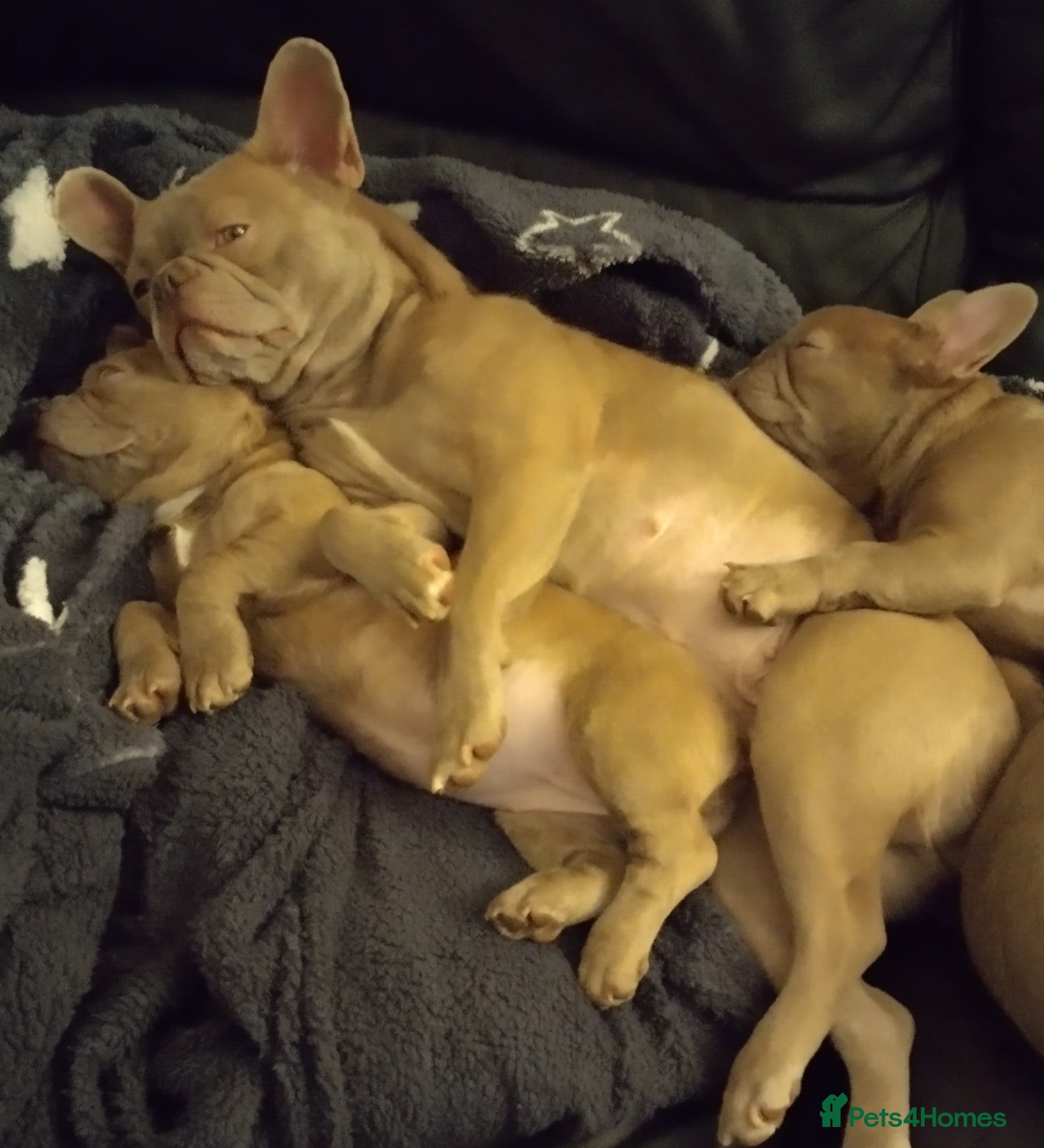 French Bulldog dogs 2 female Frenchies KC registered  in Wirral - Advert 4