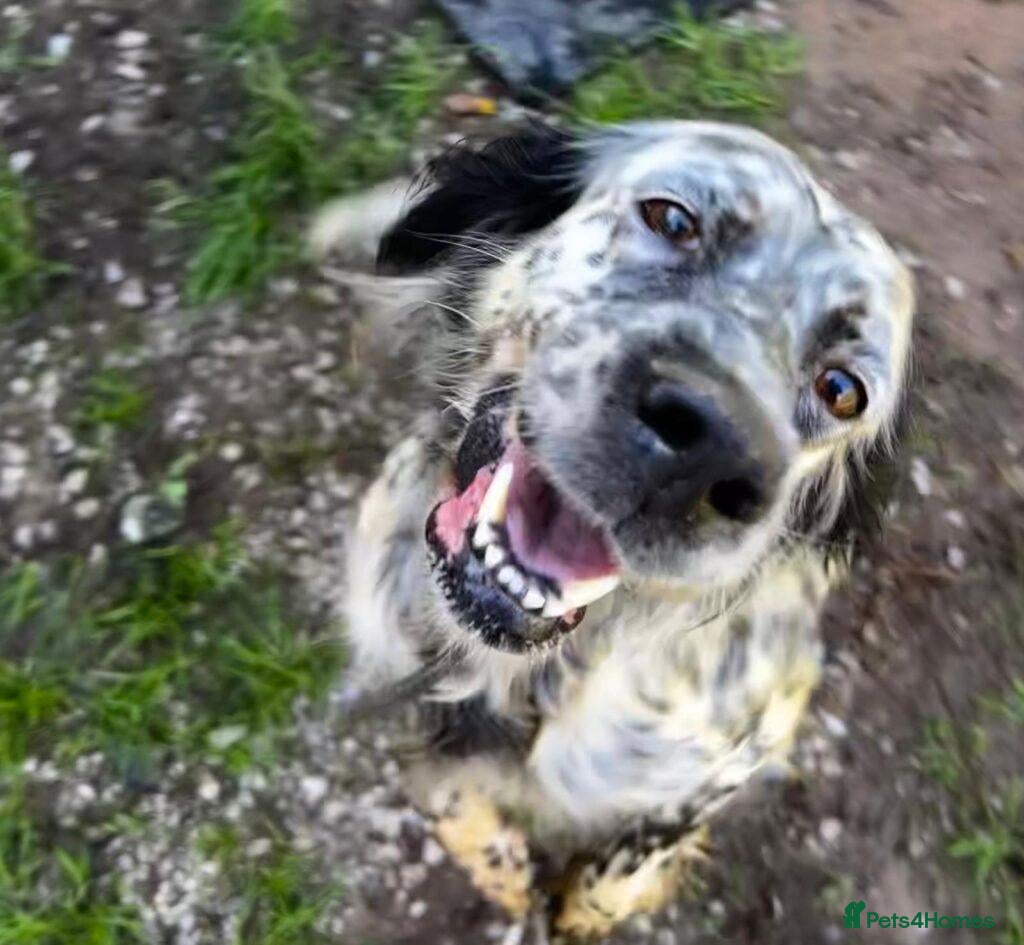 English Setter dogs Selva - Advert 4