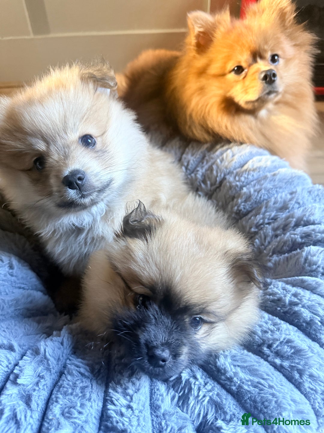 Pomeranian dogs for sale: 3 lovely girls and 1 boy Pomeranian puppies  - Advert 12