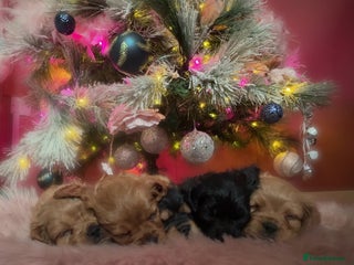 Cavapoo dogs F1b Cavapoo - Advert 12