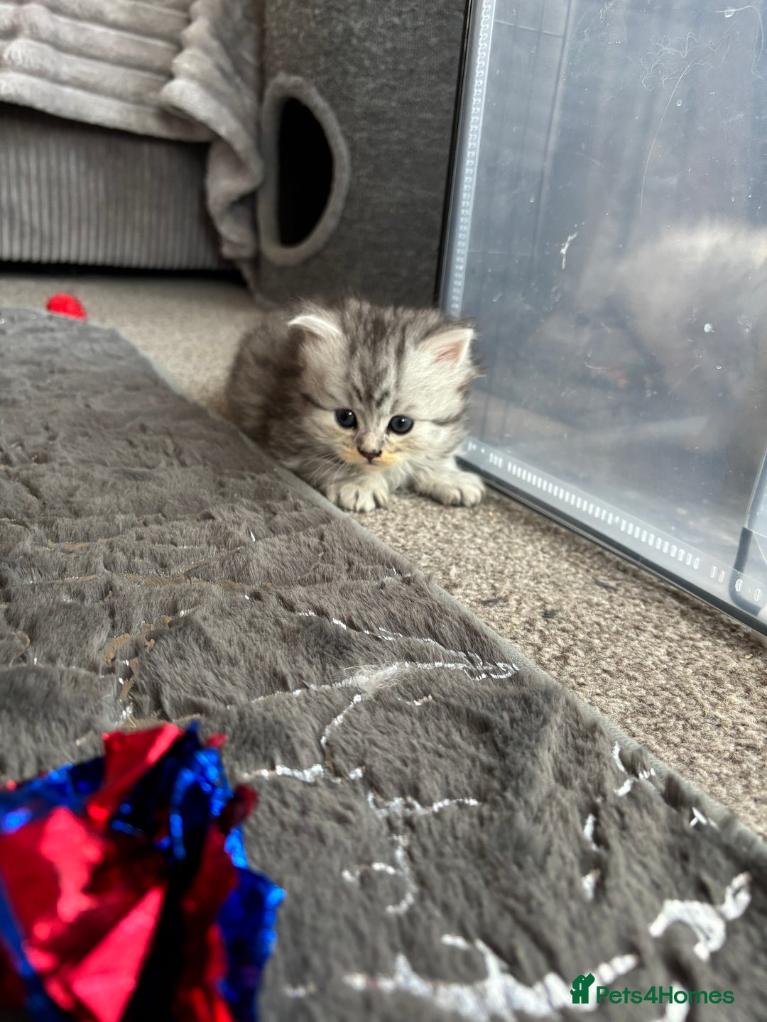 Maine Coon cats for sale: Maincoon / Persian babies looking for laps  - Advert 28