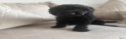 Toy Poodle dogs for sale: 3 Beautiful toy poodle puppies  - Advert 2