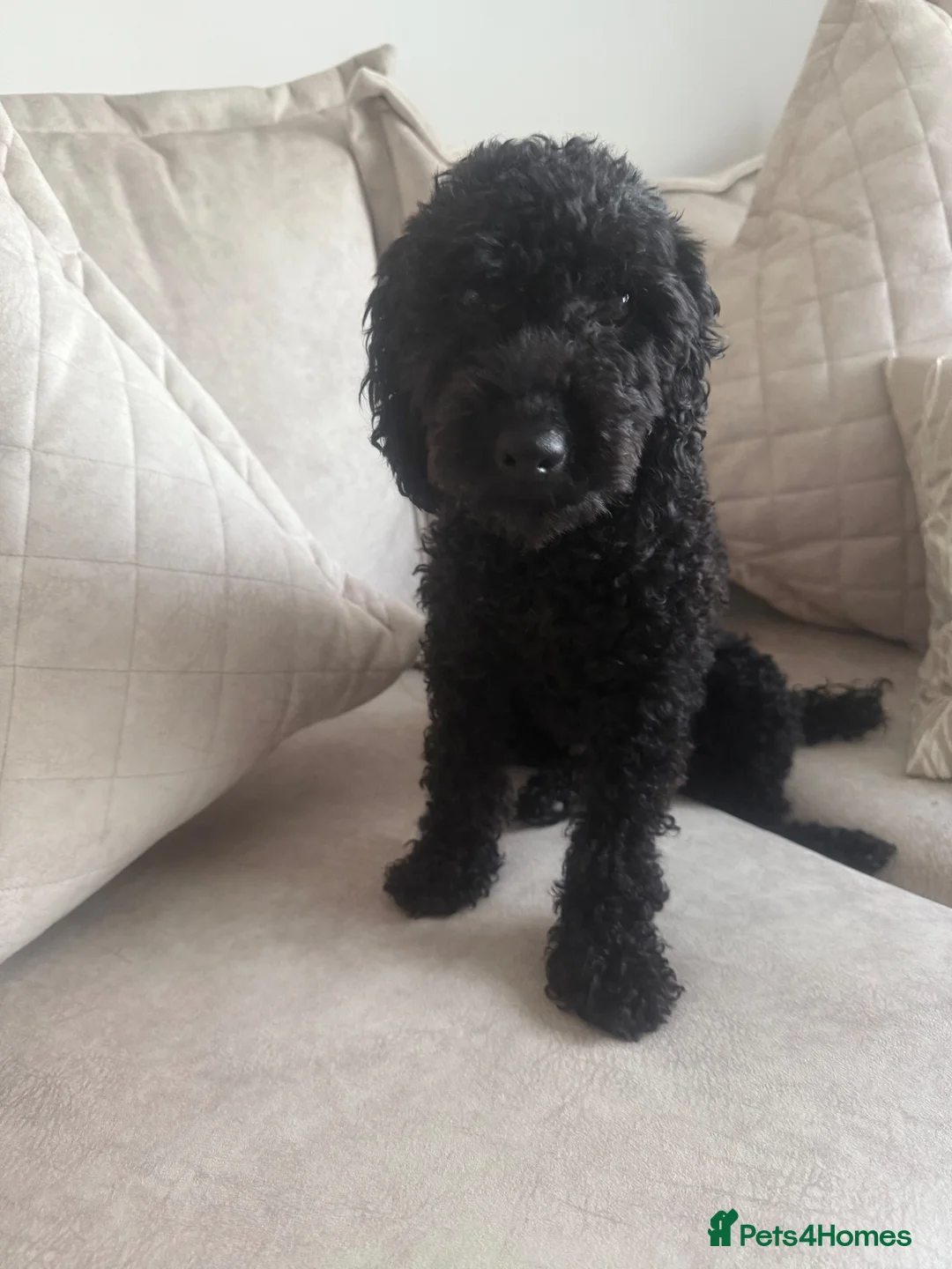 Toy Poodle dogs for sale: 3 Beautiful toy poodle puppies  - Advert 2