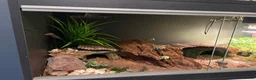 Leopard Gecko reptiles for sale: Beautiful Leopard Geko & Full set up - Advert 3