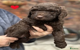Labradoodle dogs for sale: Labradoodle puppies - Ready for forever homes now - Image 35