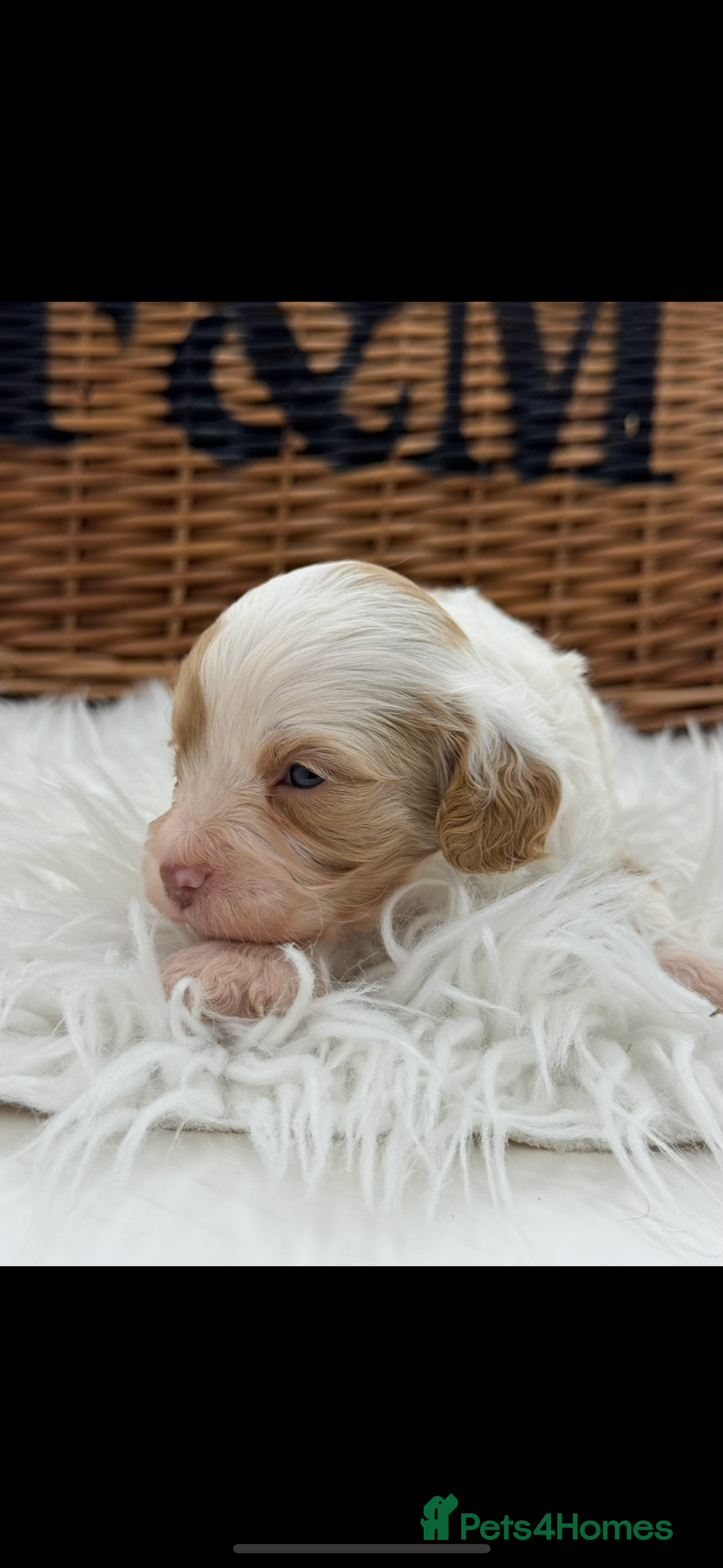 Cavapoo dogs for sale: Mini F1 Cavapoos Exstensively Health Testec  - Image 9