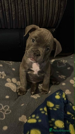 Mixed Breed dogs - Advert 17
