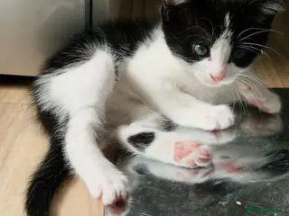 British Shorthair cats 🐾 British Shorthair Kittens – Ready April 🐾 - Advert 11