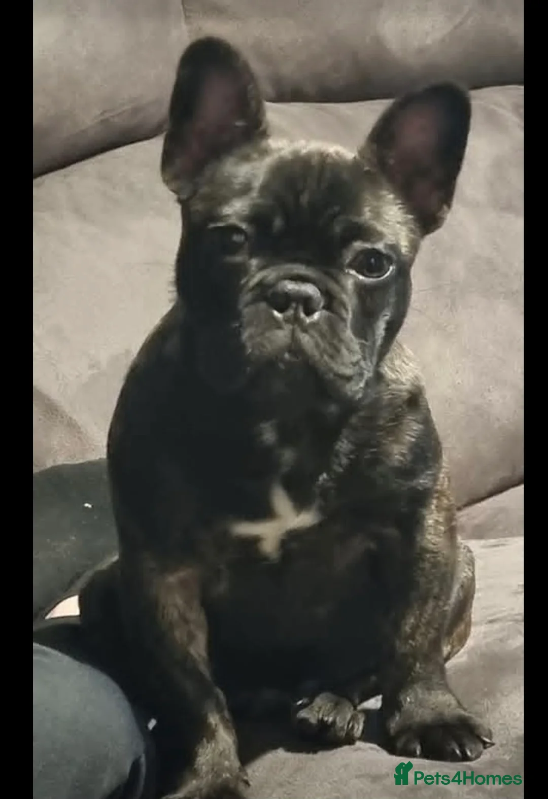 French Bulldog dogs for sale: French bulldog  - Advert 6