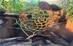 Finches birds for sale: Solid wood Avairys or Vivariums - Image 9