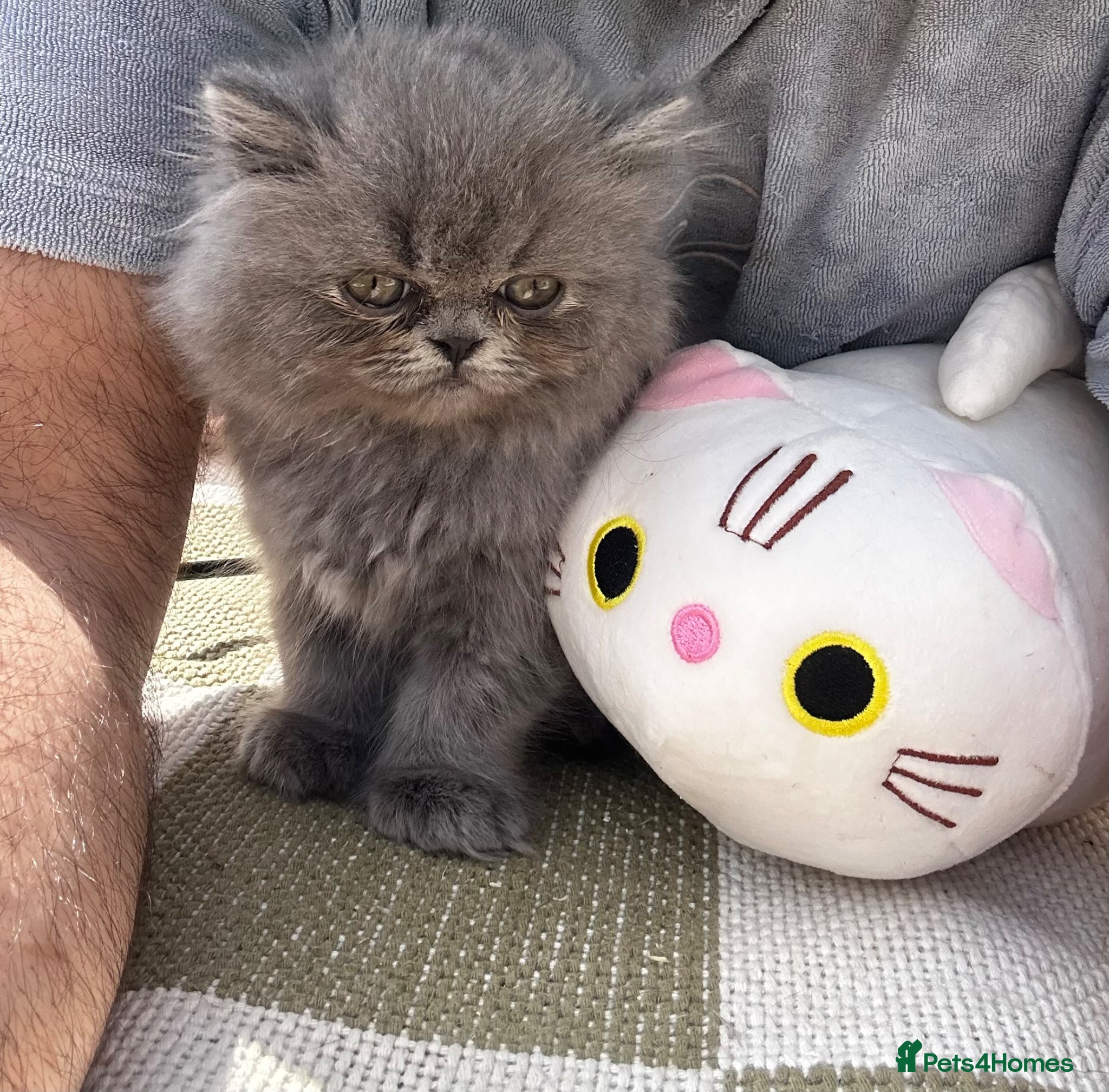 British Shorthair cats 🧸 CHUNKY Teddy Bear British Shorthair - Advert 12