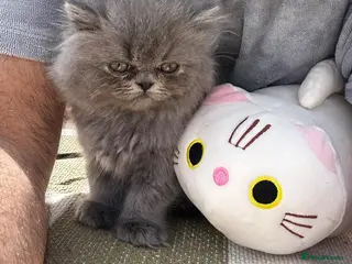 British Shorthair cats 🧸 CHUNKY Teddy Bear British Shorthair - Advert 12