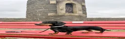 Miniature Dachshund dogs for sale: 2 Adult Smooth Haired Miniature Dachshund  - Advert 9