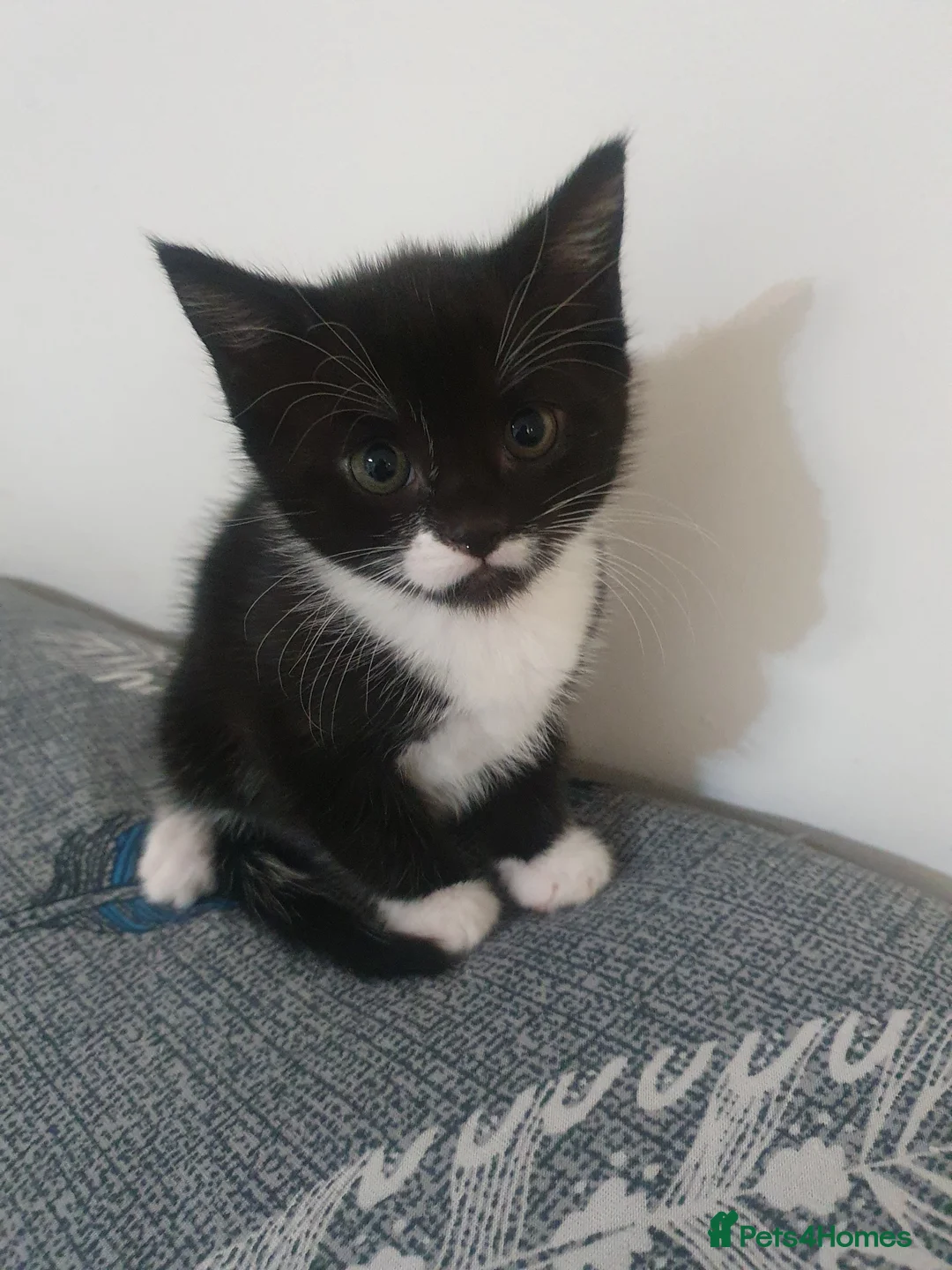 Domestic Shorthair cats for sale: 3 domestic shorthairs  in Sheffield - Advert 2