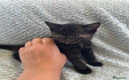 Mixed Breed cats for sale: Kittens for sale  - Image 5