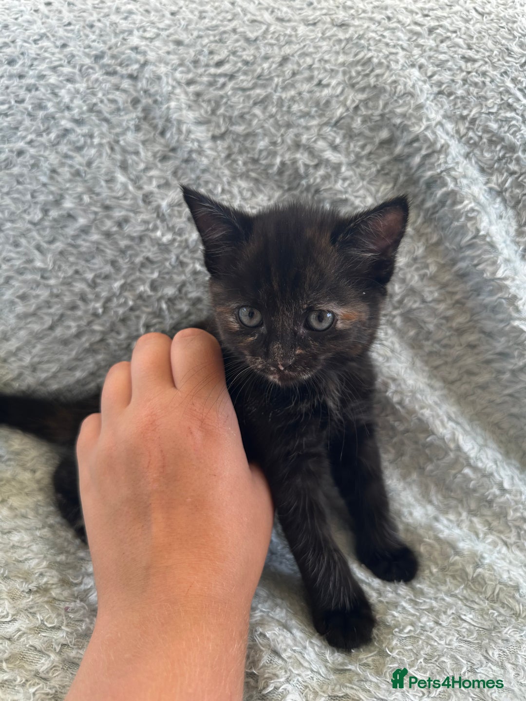 Mixed Breed cats for sale: Kittens for sale  - Image 5