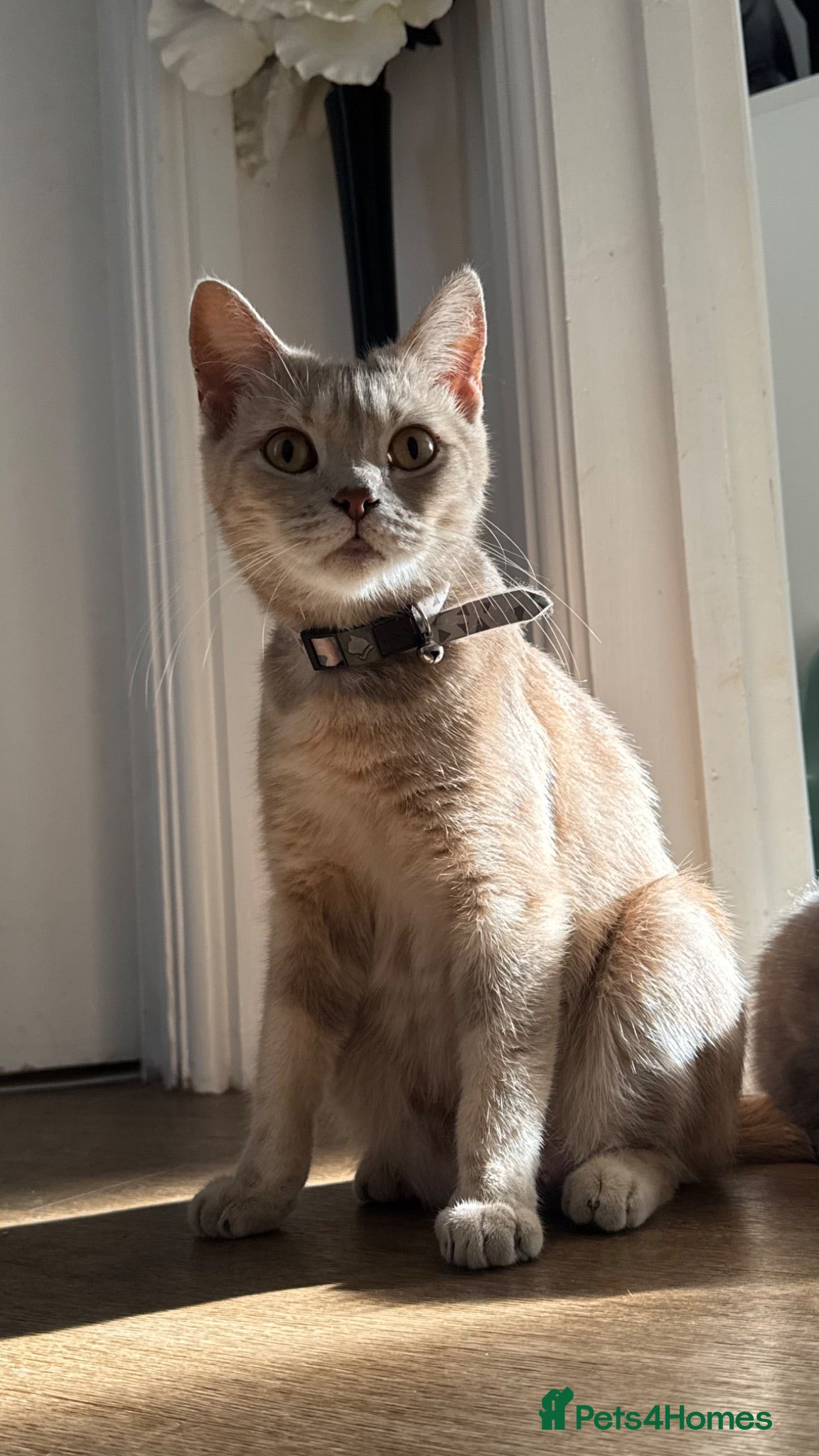 British Shorthair cats BSH cross kittens available💞 - Advert 4
