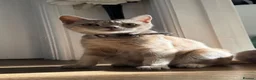 British Shorthair cats for sale: BSH cross kittens available💞 - Advert 1