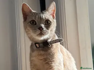 British Shorthair cats BSH cross kittens available💞 - Advert 2