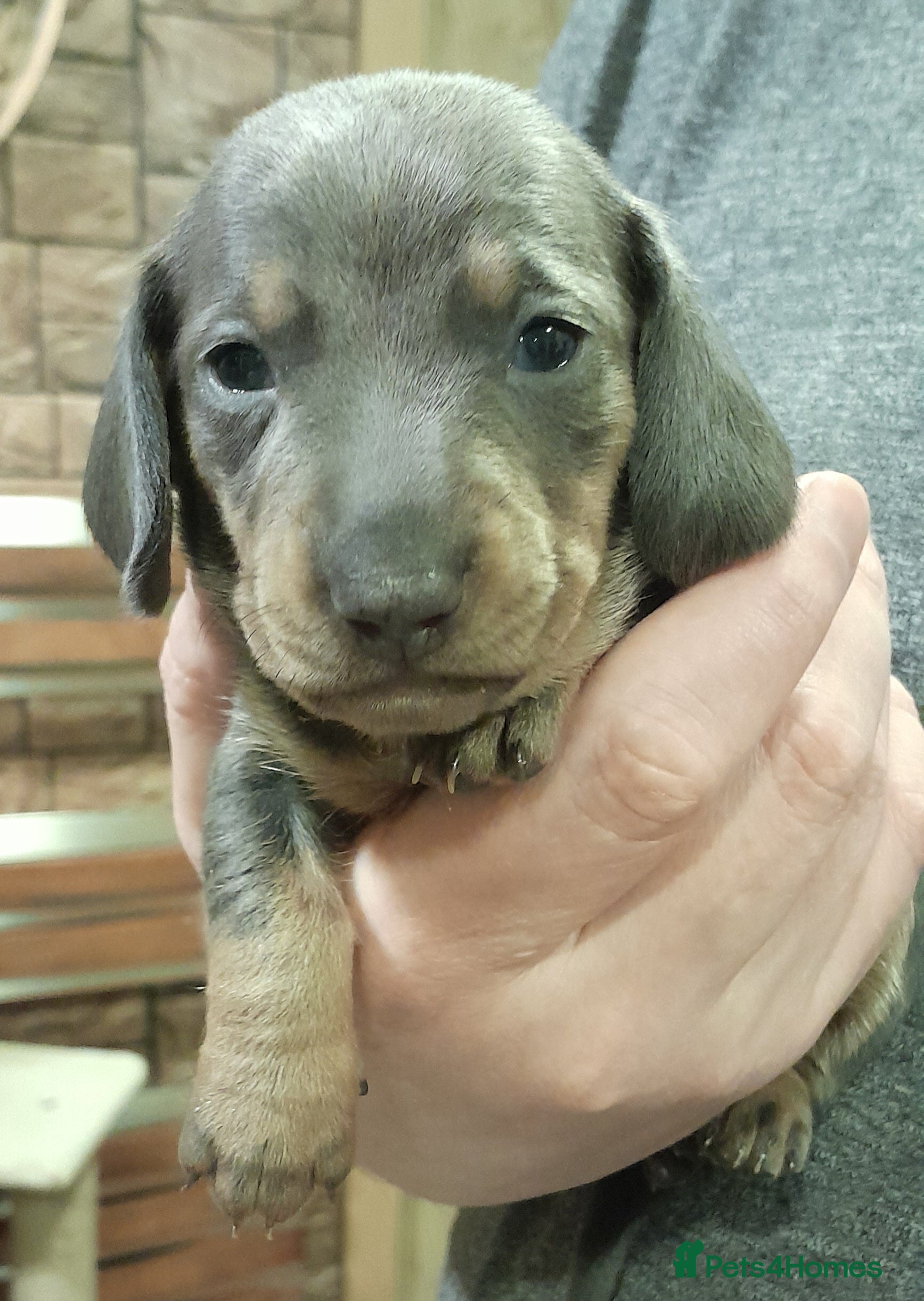 Miniature Dachshund dogs 2 males left - 9 KC registered mini dachshunds  - Advert 12