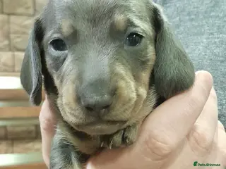 Miniature Dachshund dogs 2 males left - 9 KC registered mini dachshunds - Advert 12