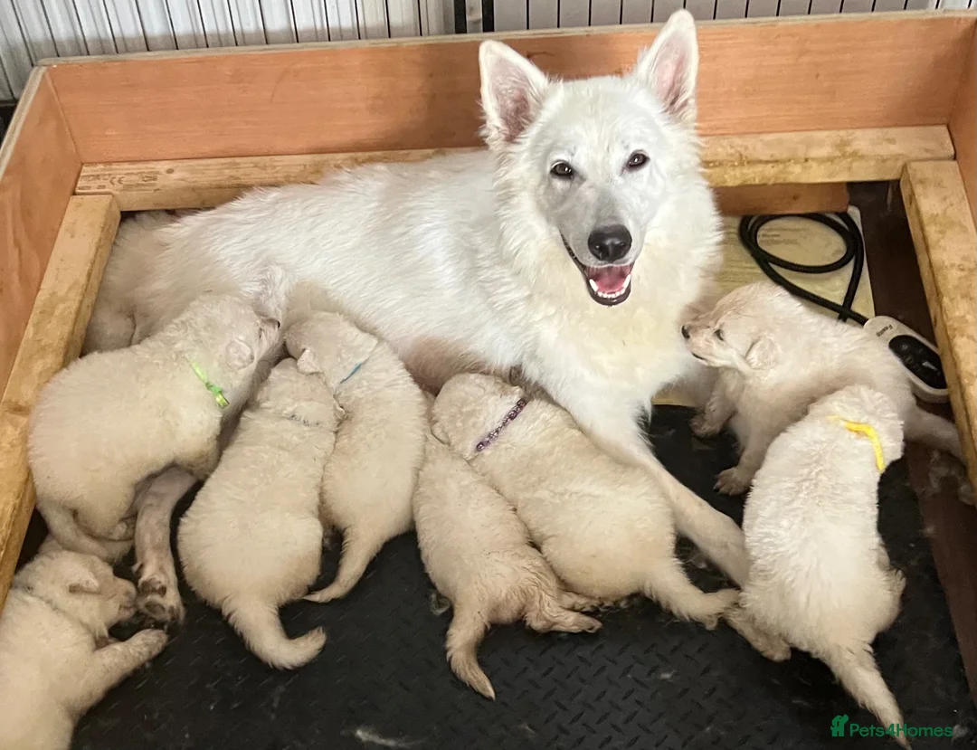 German Shepherd dogs for sale: White Shepherd Puppies in London - Advert 7
