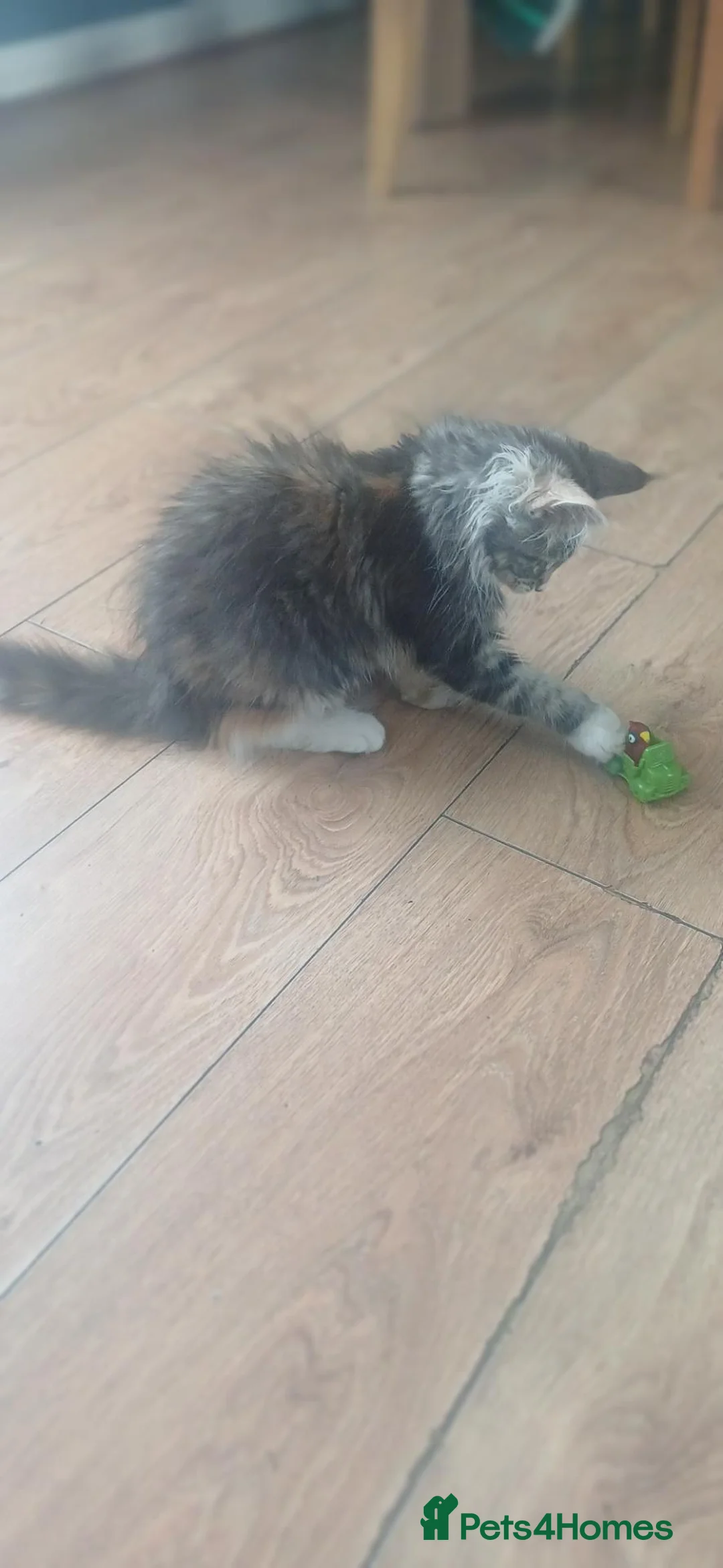 Maine Coon cats for sale: 4 maine coon for sale - Advert 2