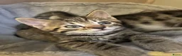 Mixed Breed cats for sale: Kittens  - Advert 5